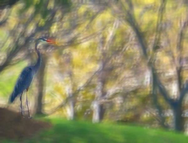 Blue heron