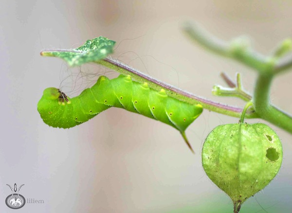 horn worm wartermark